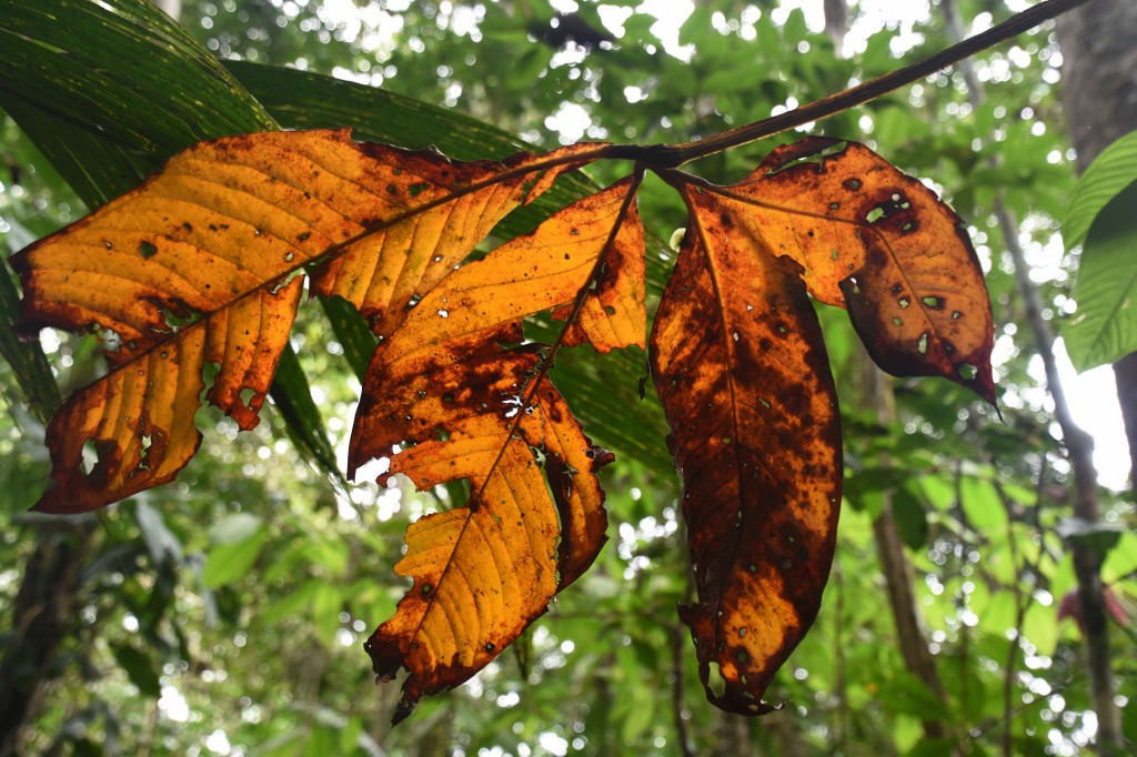 Zdjęcia: lasy deszczowe, Amazonia, Jesień w dżungli?, EKWADOR Zdjęcia: lasy deszczowe, Amazonia, Jesień w dżungli?, EKWADOR