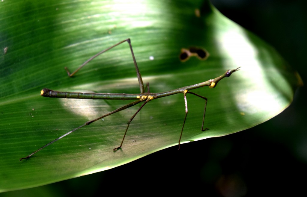 Zdjęcia: lasy deszczowe, Amazonia, Patyczak, EKWADOR Zdjęcia: lasy deszczowe, Amazonia, Patyczak, EKWADOR