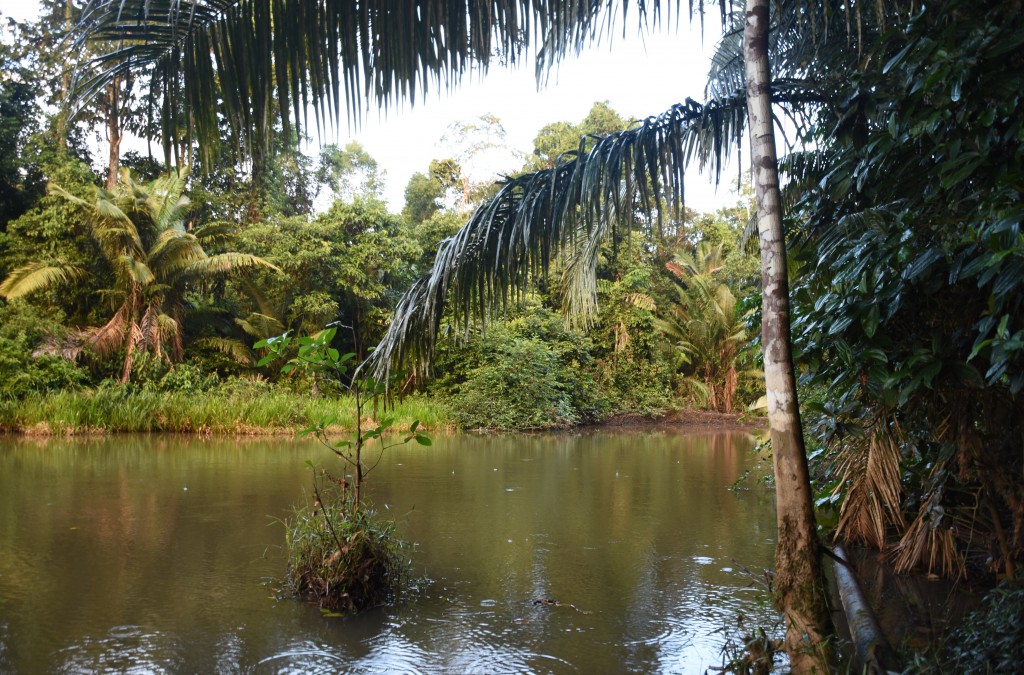 Zdjęcia: lasy deszczowe, Amazonia, Tu biorą piranie, EKWADOR Zdjęcia: lasy deszczowe, Amazonia, Tu biorą piranie, EKWADOR