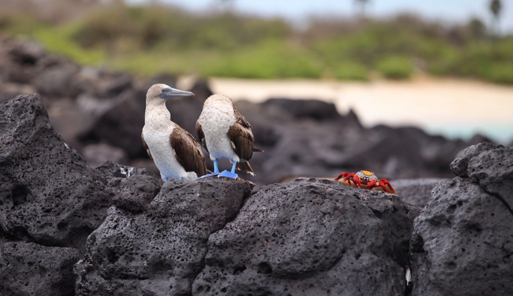 Zdjęcia: Isla Isabela, Galapagos, Blue Boobies, EKWADOR Zdjęcia: Isla Isabela, Galapagos, Blue Boobies, EKWADOR