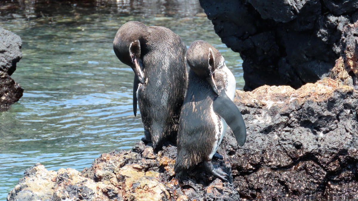 Zdjęcia: Isla Isabela, Wyspy Galapagos, Pingwin równikowy (Spheniscus mendiculus), EKWADOR Zdjęcia: Isla Isabela, Wyspy Galapagos, Pingwin równikowy (Spheniscus mendiculus), EKWADOR