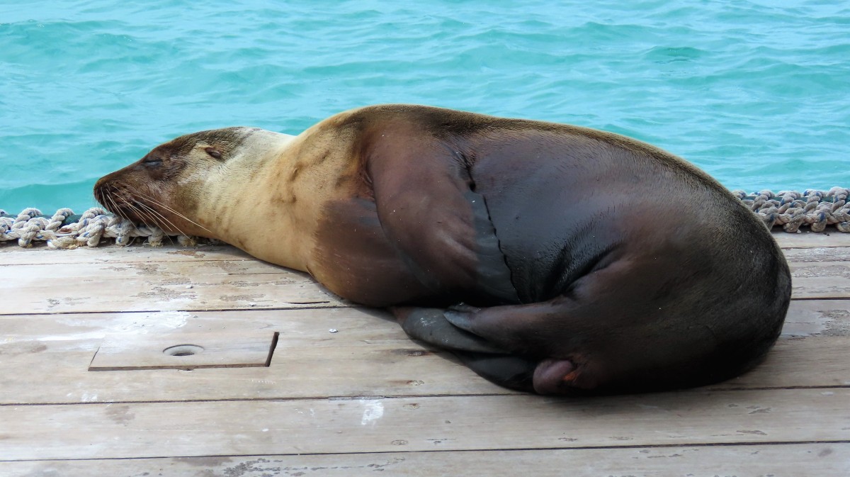 Zdjęcia: Isla Santa Cruz, Wyspy Galapagos, Kotik galapagoski (Arctocephalus galapagoensis), EKWADOR Zdjęcia: Isla Santa Cruz, Wyspy Galapagos, Kotik galapagoski (Arctocephalus galapagoensis), EKWADOR