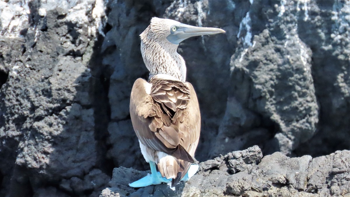 Zdjęcia: Isla Isabela, Wyspy Galapagos, Głuptak niebieskonogi (Sula nebouxii), EKWADOR Zdjęcia: Isla Isabela, Wyspy Galapagos, Głuptak niebieskonogi (Sula nebouxii), EKWADOR