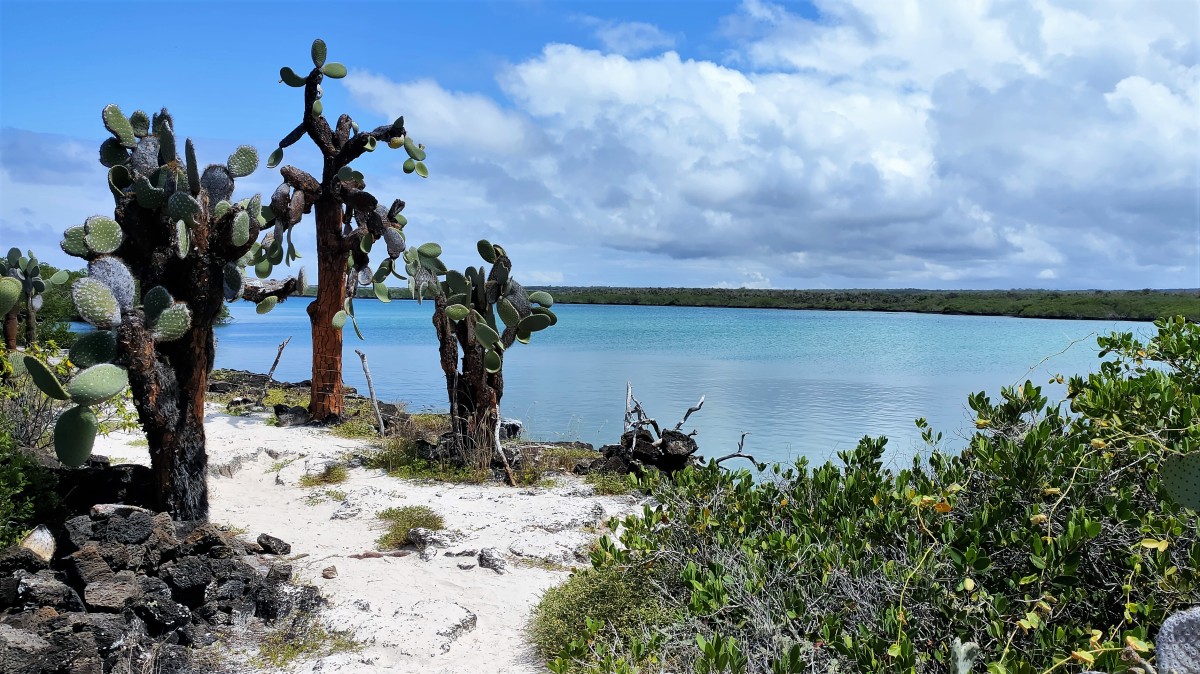 Zdjęcia: Isla Santa Cruz, Wyspy Galapagos, Opuncja (Opuntia saxicola), EKWADOR Zdjęcia: Isla Santa Cruz, Wyspy Galapagos, Opuncja (Opuntia saxicola), EKWADOR
