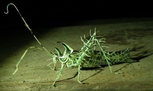 Zdjecie EKWADOR / Pastaza / Wapuno / Monstrum-czyli konik polny?