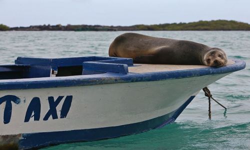 Zdjecie EKWADOR / Galapagos / Puerto Ayora / Water Taxi