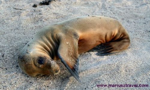 Zdjecie EKWADOR / brak / Galapagos / galapagos