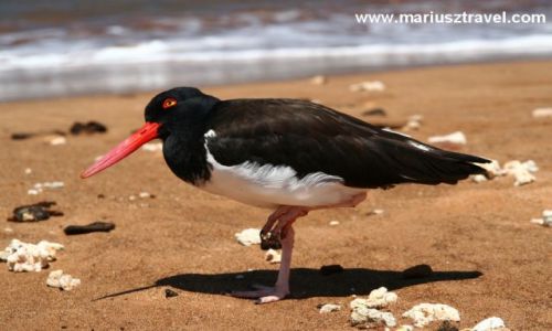 Zdjecie EKWADOR / brak / Galapagos / galapagos