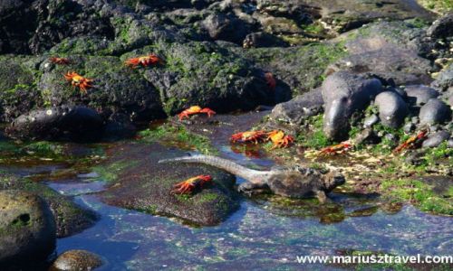 Zdjecie EKWADOR / brak / Galapagos / galapagos