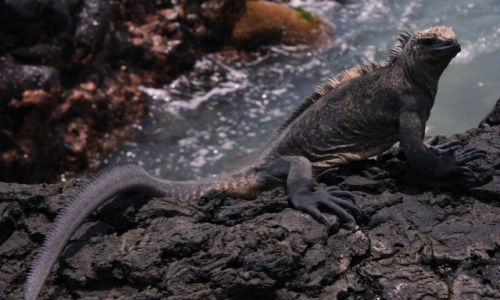 Zdjecie EKWADOR / Wyspy Galapagos / Wyspy Galapagos / iguana