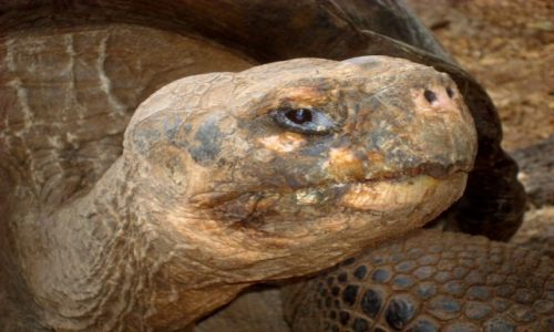 Zdjcie EKWADOR / AMERYKA LACINSKA / WYSPA SANTA CRUZ / WYSPY GALAPAGOS