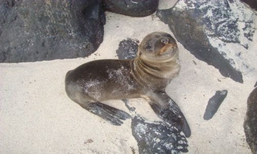 Zdjcie EKWADOR / AMERYKA LACINSKA / NA JEDNEJ Z WYSP GALAPAGOS   / WYSPY GALAPAGOS