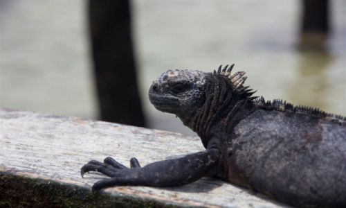 Zdjcie EKWADOR / Galapagos / Isabela / nice shape ;-)