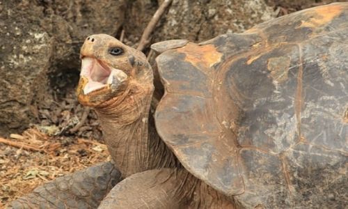 Zdjecie EKWADOR / Galapagos / Galapagos / Ziewanie