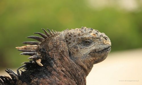 Zdjcie EKWADOR / Galapagos / Galapagos / Iguana