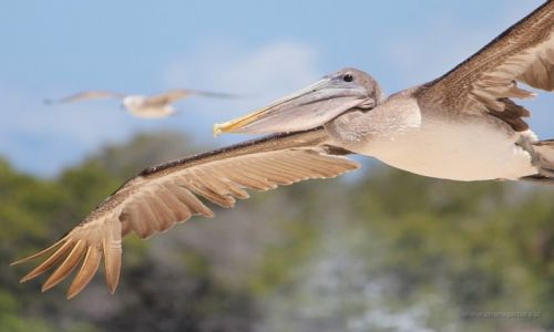 Zdjecie EKWADOR / Galapagos / Galapagos / W locie