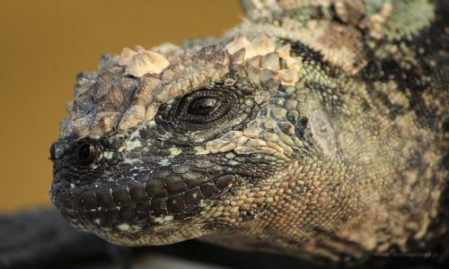 Zdjcie EKWADOR / Galapagos / Galapagos / Iguana