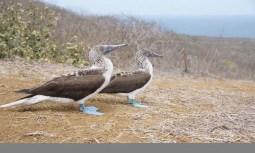 Zdjecie EKWADOR / Isla de la plata / Isla de la pata / Galapagos dla ubogich