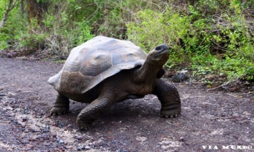 Zdjecie EKWADOR / Wyspy Galapagos / Galapagos / w