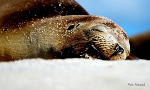Zdjcie EKWADOR / Galapagos / San Cristbal / relax