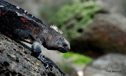 Zdjcie EKWADOR / Galapagos / San Cristbal / Legwan morski