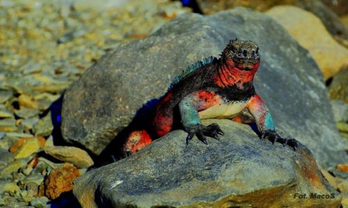 Zdjecie EKWADOR / Galapagos / Española / Legwan morski