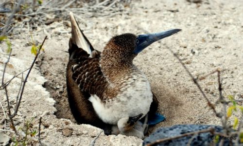 Zdjecie EKWADOR / Galapagos / San Cristbal / guptak niebieskonogi