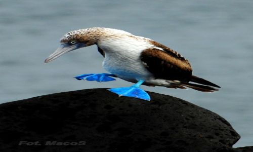Zdjecie EKWADOR / Galapagos / San Cristbal / guptak niebieskonogi