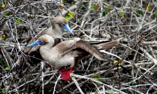 Zdjęcie EKWADOR / Galapagos / San Cristóbal / głuptak czerwononogi