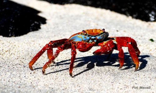 Zdjecie EKWADOR / Galapagos / Española / krab