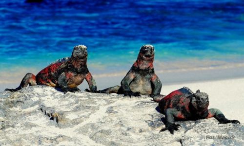 Zdjecie EKWADOR / Galapagos / Española / Legwany