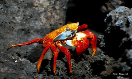 Zdjcie EKWADOR / Galapagos / San Cristbal / krab