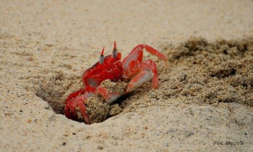 Zdjcie EKWADOR / Galapagos / San Cristbal / may budowniczy