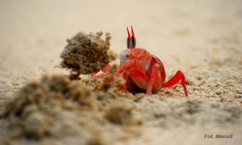 Zdjcie EKWADOR / Galapagos / San Cristbal / May budowniczy 2