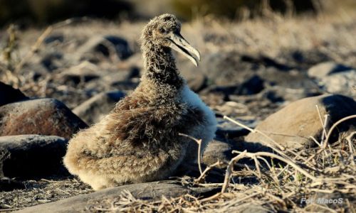 Zdjcie EKWADOR / Galapagos / Española / May albatros