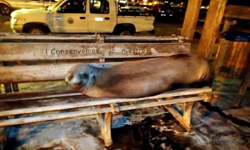 Zdjecie EKWADOR / Galapagos / San Cristbal / Siadasz ???
