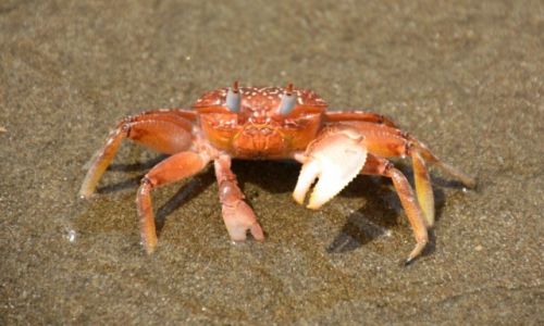 Zdjecie EKWADOR / Wybrzee Pacyfiku / okolice Puerto de Cayo / Po prostu krab