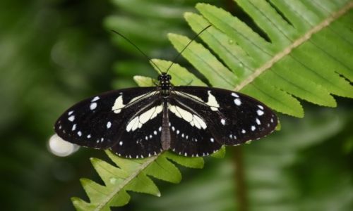 Zdjcie EKWADOR / niziny zachodnie / na zachd od Quito / motyl z Ekwadoru