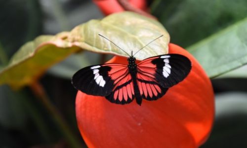 Zdjcie EKWADOR / niziny zachodnie / na zachd od Quito / motyl z Ekwadoru