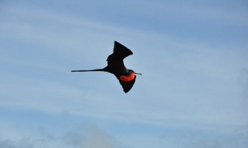 Zdjecie EKWADOR / Galapagos / Galapagos / Fregata
