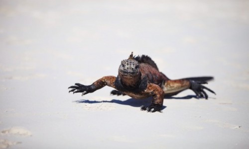 Zdjecie EKWADOR / Galapagos / Isla Isabela / Iguana na spacerze
