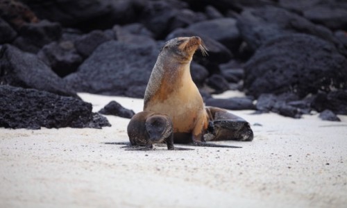 Zdjecie EKWADOR / Galapagos / Isla Isabela / I am your baby mummy!