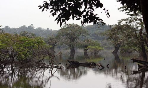 Zdjecie EKWADOR / brak / dżungla / cuyabano lodge