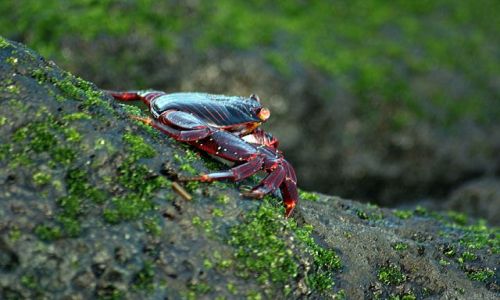 Zdjecie EKWADOR / brak / Galapagos / krab