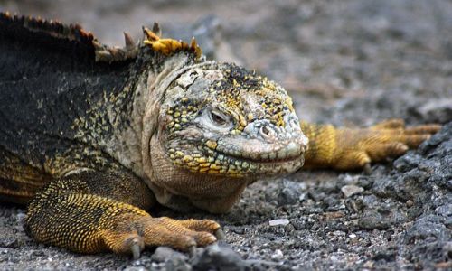 Zdjcie EKWADOR / brak / Galapagos / przyjemniaczek