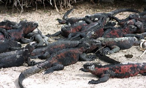 Zdjecie EKWADOR / brak / Galapagos / diabelskie zebranie