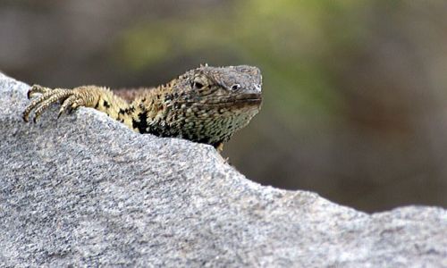 Zdjecie EKWADOR / brak / Galapagos / a kuku