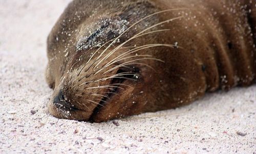 Zdjecie EKWADOR / brak / Galapagos / śpi sobie