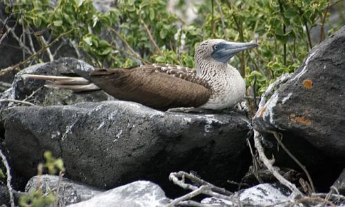 Zdjecie EKWADOR / brak / Galapagos / ptak