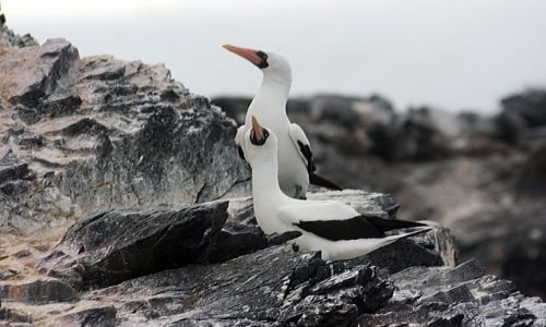 Zdjecie EKWADOR / brak / Galapagos / udawaj, że się nie znamy!